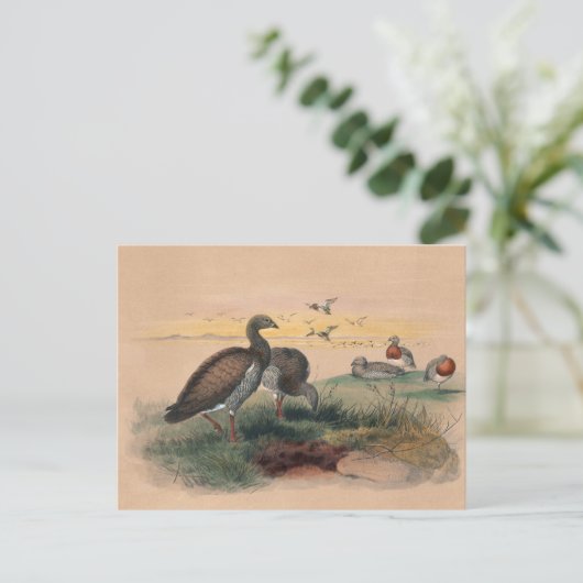 ジョセフ・ウルフのアシー・ヘッド・グース ポストカード (スタンド正面)