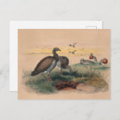 ジョセフ・ウルフのアシー・ヘッド・グース ポストカード (正面/裏面)