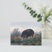 ジョセフ・ウルフのアンダマン・ピグ ポストカード (スタンド正面)