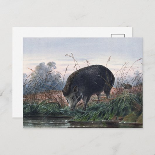 ジョセフ・ウルフのアンダマン・ピグ ポストカード (正面/裏面)