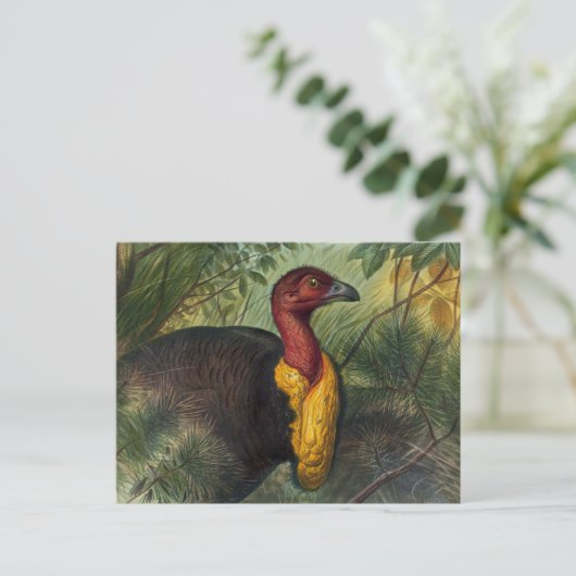 ジョセフ・ウルフのタレガラ ポストカード (スタンド正面)