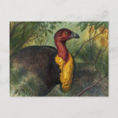 ジョセフ・ウルフのタレガラ ポストカード (正面)