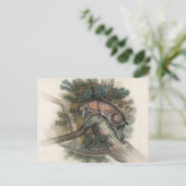 ジョセフ・ウルフのノルウェーのヤマネコ ポストカード (スタンド正面)