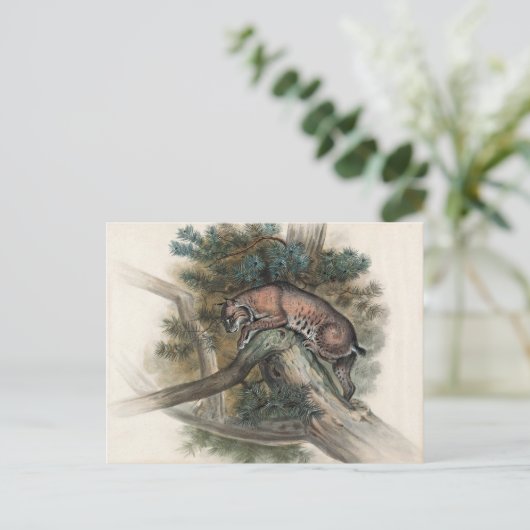 ジョセフ・ウルフのノルウェーのヤマネコ ポストカード (スタンド正面)