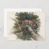 ジョセフ・ウルフのノルウェーのヤマネコ ポストカード (正面/裏面)