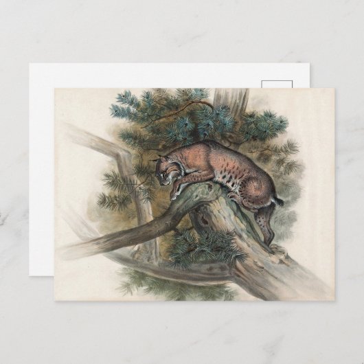 ジョセフ・ウルフのノルウェーのヤマネコ ポストカード (正面/裏面)