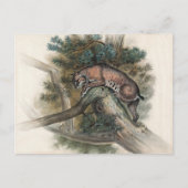 ジョセフ・ウルフのノルウェーのヤマネコ ポストカード (正面)