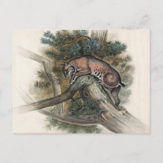 ジョセフ・ウルフのノルウェーのヤマネコ ポストカード (正面)