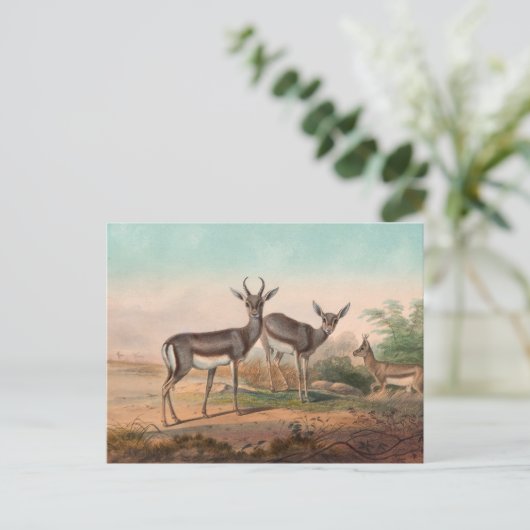 ジョセフ・ウルフのペルシャ・ガゼル ポストカード (スタンド正面)