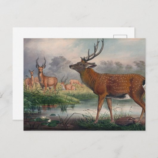 ジョセフ・ウルフのマントチュリアの鹿 ポストカード (正面/裏面)