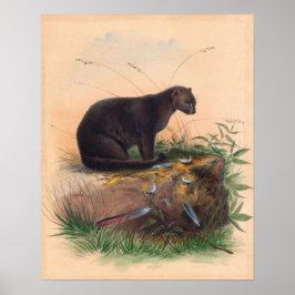 ジョセフ・ウルフのヤグアルンディ猫 ポスター