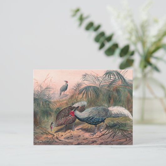 ジョセフ・ウルフのラインナップ・キジ ポストカード (スタンド正面)