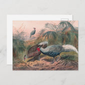 ジョセフ・ウルフのラインナップ・キジ ポストカード (正面/裏面)