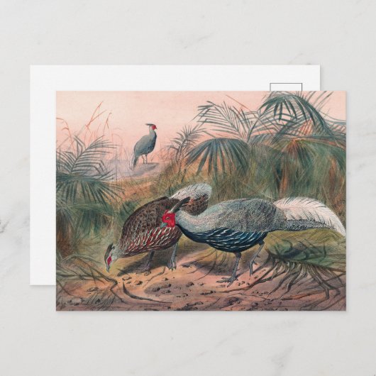 ジョセフ・ウルフのラインナップ・キジ ポストカード (正面/裏面)