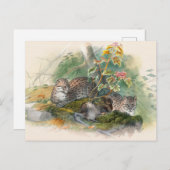 ジョセフ・ウルフのワガティ・キャット ポストカード (正面/裏面)