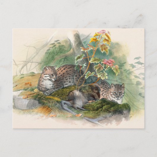 ジョセフ・ウルフのワガティ・キャット ポストカード (正面)