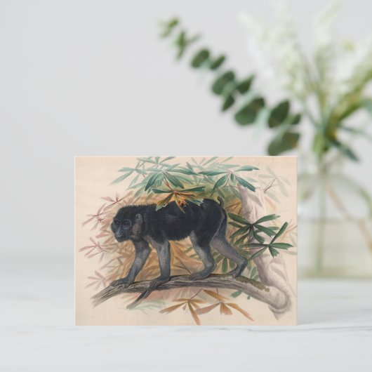 ジョセフ・ウルフの灰黒色のサル ポストカード (スタンド正面)