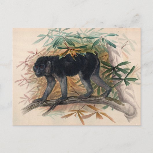 ジョセフ・ウルフの灰黒色のサル ポストカード (正面)