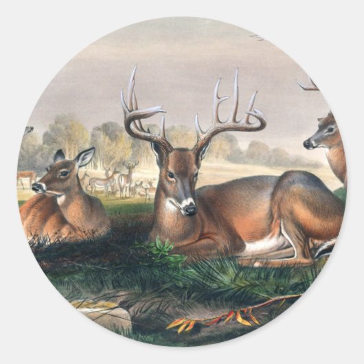 ジョセフ・ウルフの白い尾 ラウンドシール (正面)