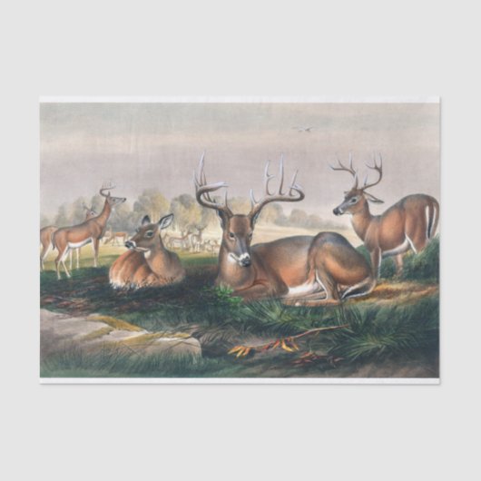 ジョセフ・ウルフの白い尾 薄葉紙 (正面)