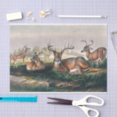 ジョセフ・ウルフの白い尾 薄葉紙 (クラフト)