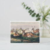 ジョセフ・ウルフの白尾の鹿 ポストカード (スタンド正面)