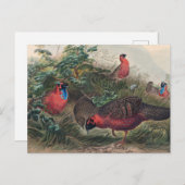 ジョセフ・ウルフの角のトラゴパン ポストカード (正面/裏面)