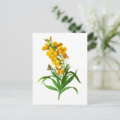 ジョセフ・ルドゥテPierre Joseph Redouteによるジロフス・ジャウネ ポストカード (スタンド正面)