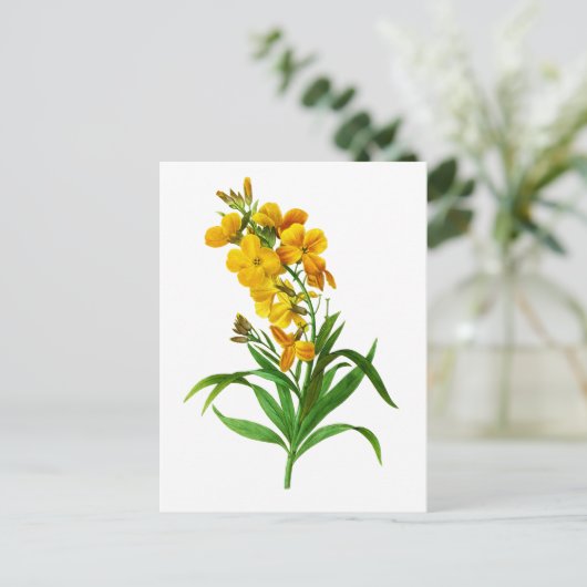 ジョセフ・ルドゥテPierre Joseph Redouteによるジロフス・ジャウネ ポストカード (スタンド正面)