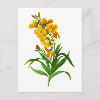 ジョセフ・ルドゥテPierre Joseph Redouteによるジロフス・ジャウネ ポストカード