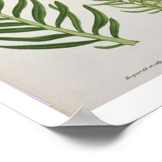 ジョセフ・ロの「フィトグレーヒ・メディケール」からカノコソウ ポスター (角)