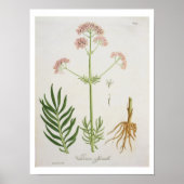ジョセフ・ロの「フィトグレーヒ・メディケール」からカノコソウ ポスター (正面)