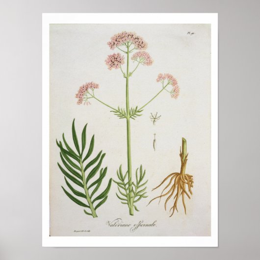 ジョセフ・ロの「フィトグレーヒ・メディケール」からカノコソウ ポスター (正面)