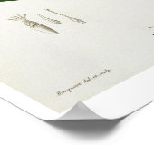 ジョセフ・ロの「フィトグレーヒ・メディケール」のオウサンショウウオ ポスター (角)