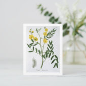 ジョセフ・ロクの「フィトグラヒメディケール」からのカシア ポストカード (スタンド正面)