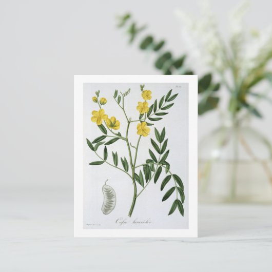 ジョセフ・ロクの「フィトグラヒメディケール」からのカシア ポストカード (スタンド正面)