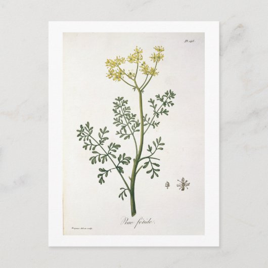 ジョセフ・ロケスの「Phytographie Medicale」よりルエ(Rue) ポストカード (正面)