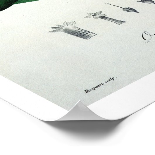 ジョセフ・ロ著「フィトグラフィー・メディケール」のシンチョナ ポスター (角)