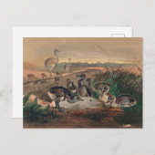 ジョゼフ・ウルフによるアメリカのリア ポストカード (正面/裏面)