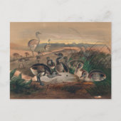 ジョゼフ・ウルフによるアメリカのリア ポストカード (正面)