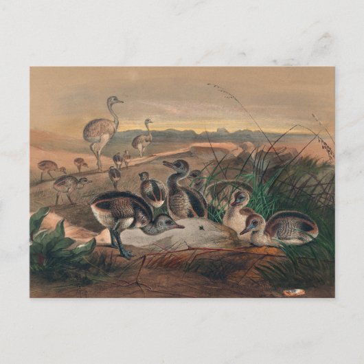 ジョゼフ・ウルフによるアメリカのリア ポストカード (正面)