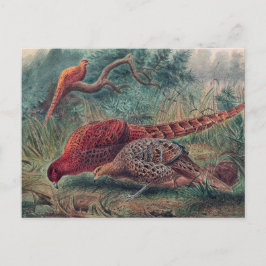 ジョゼフ・ウルフのキジ ポストカード