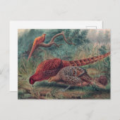 ジョゼフ・ウルフのキジ ポストカード (正面/裏面)