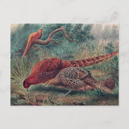ジョゼフ・ウルフのキジ ポストカード (正面)
