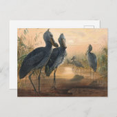 ジョゼフ・ウルフの靴法案 ポストカード (正面/裏面)