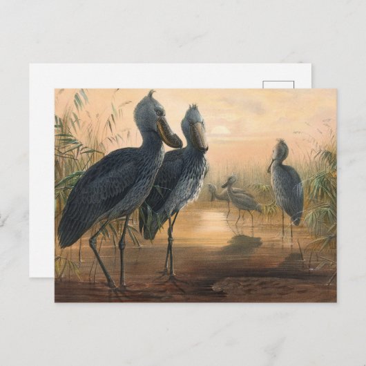 ジョゼフ・ウルフの靴法案 ポストカード (正面/裏面)