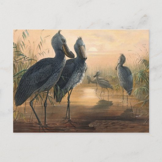 ジョゼフ・ウルフの靴法案 ポストカード (正面)