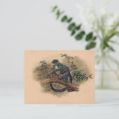 ジョゼフ・ウルフの黒い前面のキツネザル ポストカード (スタンド正面)