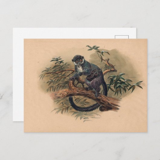 ジョゼフ・ウルフの黒い前面のキツネザル ポストカード (正面/裏面)