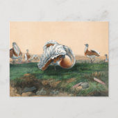 ジョゼフ・素晴らしウルフのバスタード ポストカード (正面)